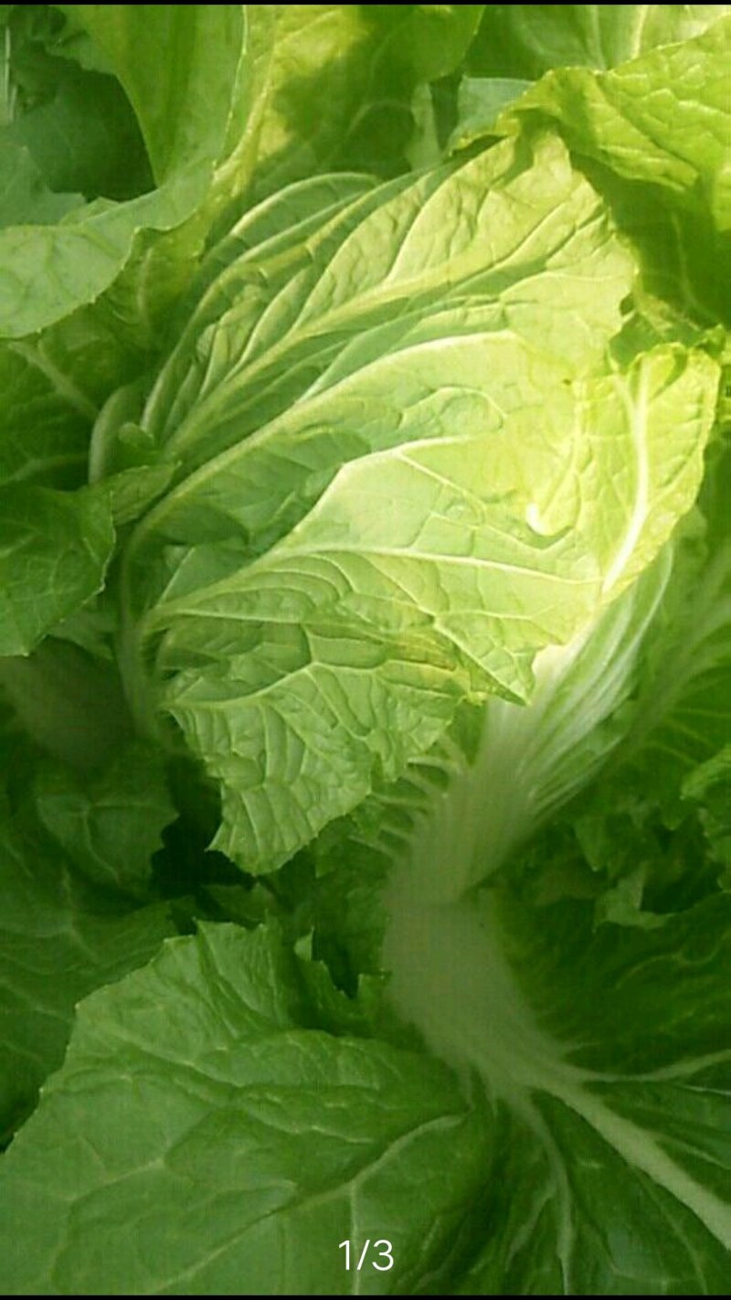 蔬菜甜瓜