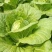 蔬菜甜瓜