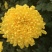 金丝皇菊，价格美丽