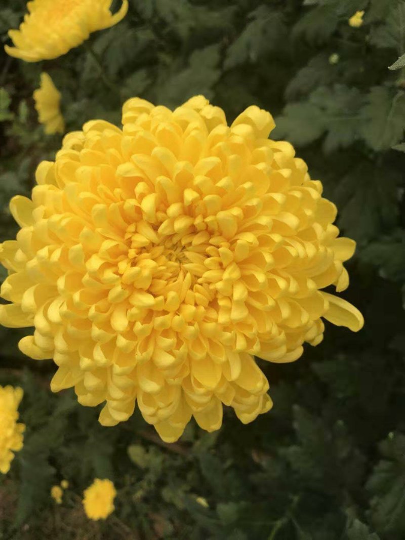 金丝皇菊，价格美丽