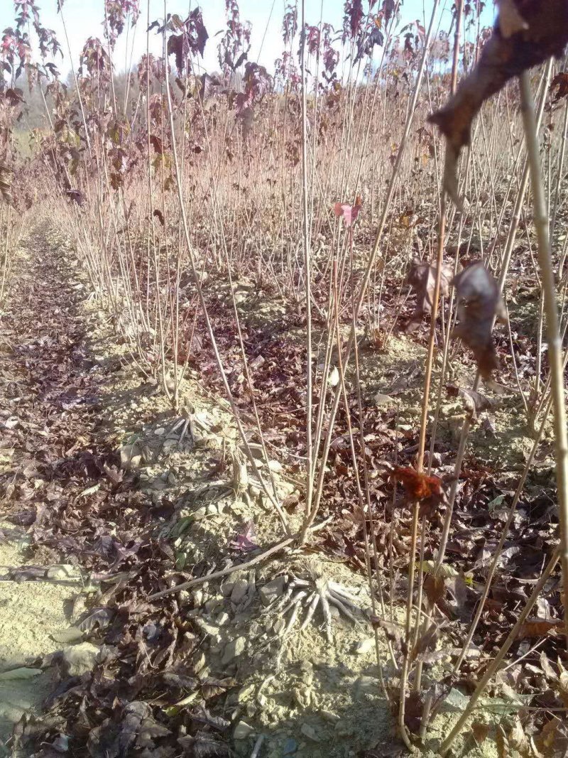 辽宁开原三角枫茶条槭大堆3条以上工程苗自家圃地规格齐全