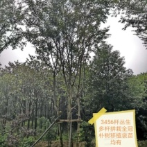 丛生多杆全冠朴树苗圃直供可视频打号订货起苗发车