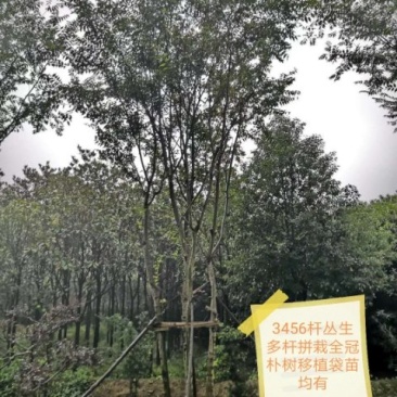 丛生多杆全冠朴树苗圃直供可视频打号订货起苗发车