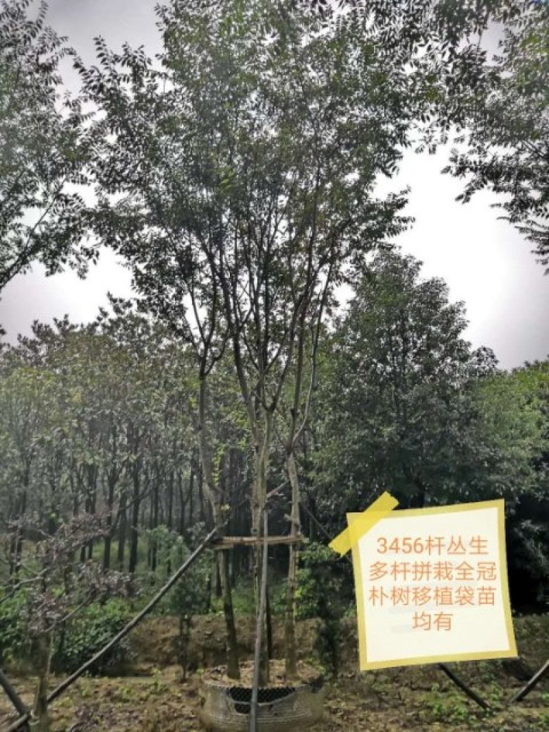 丛生多杆全冠朴树苗圃直供可视频打号订货起苗发车