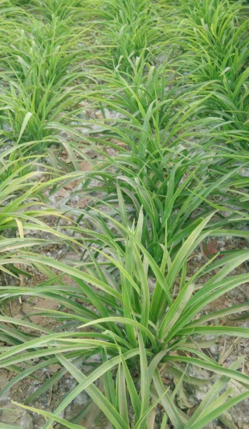 大花萱草：根系发达质量有保证价格合理可以实地考察支持线上