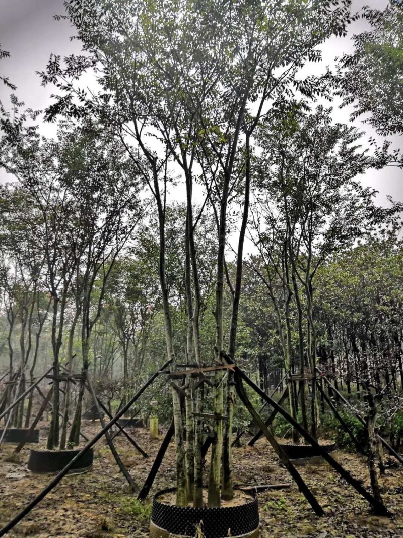 丛生多杆全冠朴树苗圃直供可视频打号订货起苗发车