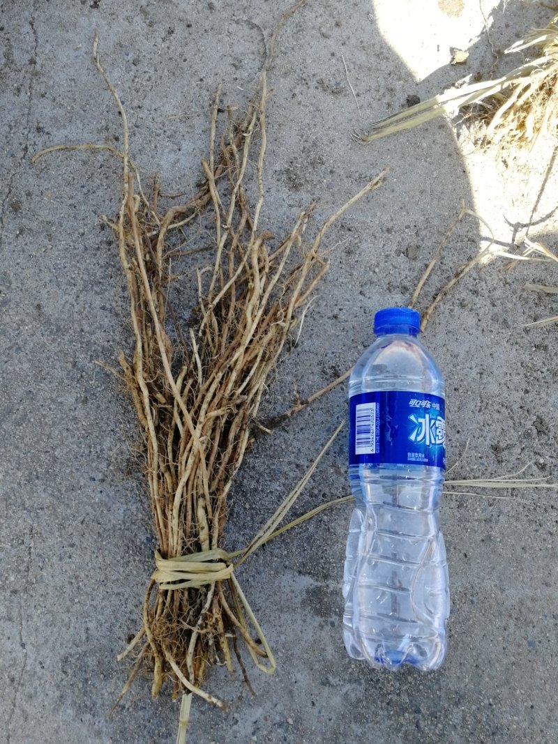 辽宁开原红菇娘小苗种根杯苗繁育基地