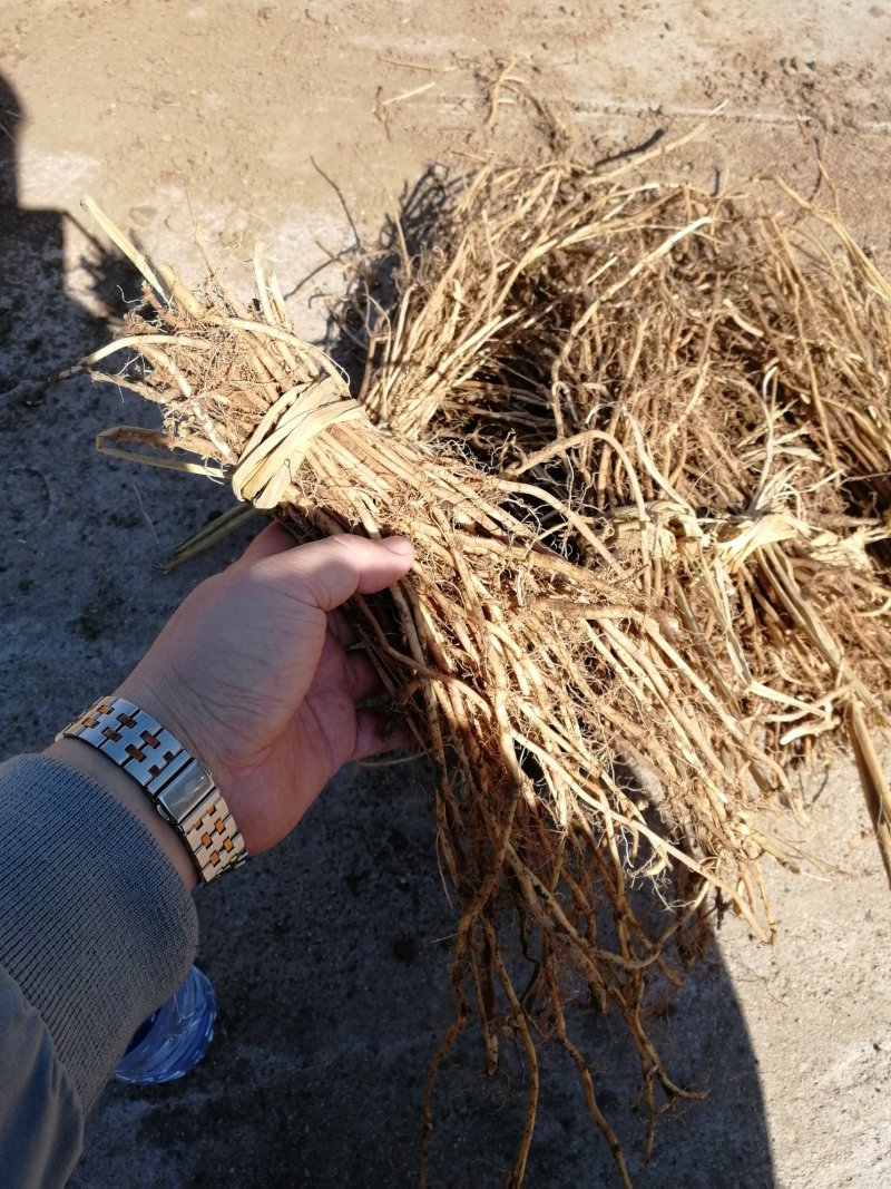 辽宁开原红菇娘小苗种根杯苗繁育基地