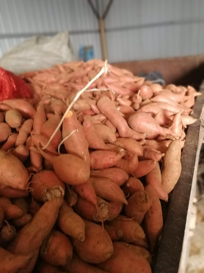 红薯苗西瓜红