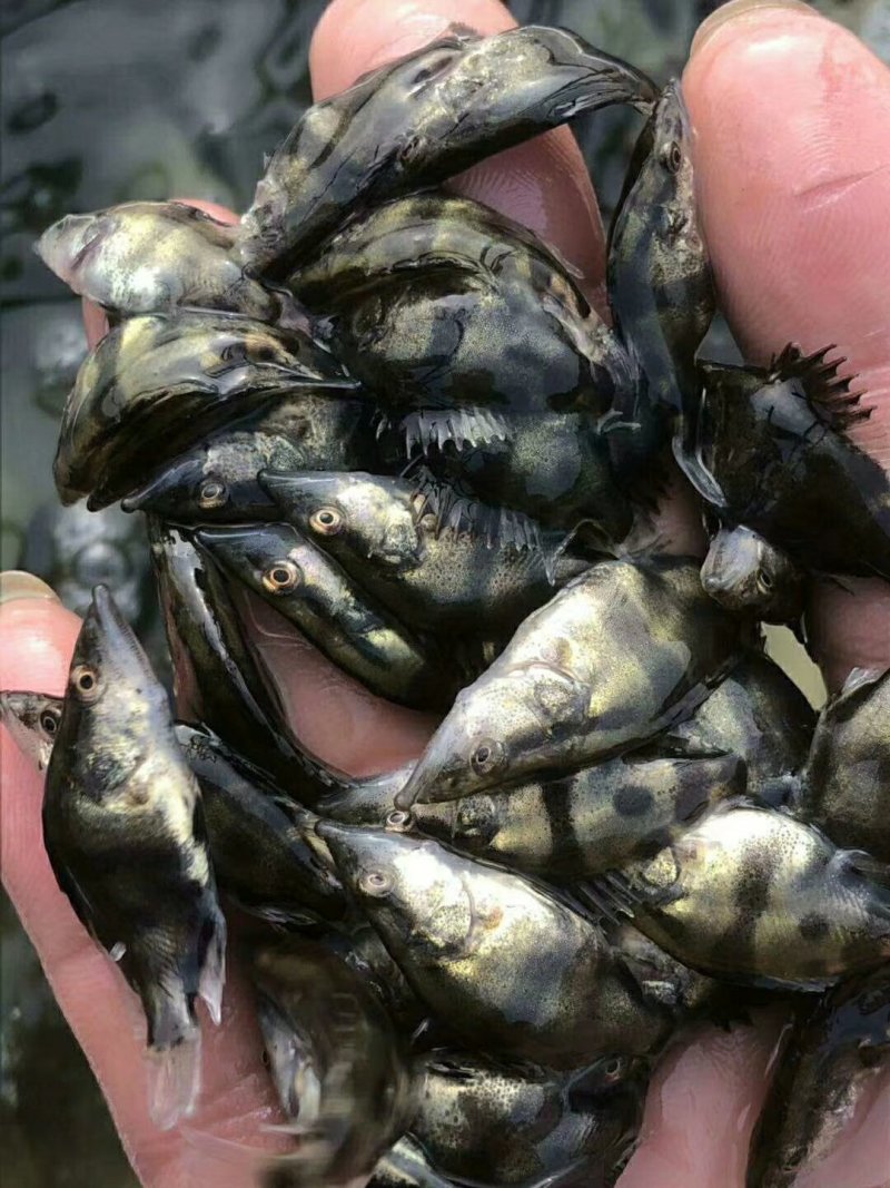 淡水鳜鱼苗(桂花鱼苗)全程提供技术指导跟进/量大从优