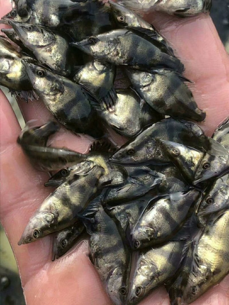 淡水鳜鱼苗(桂花鱼苗)全程提供技术指导跟进/量大从优