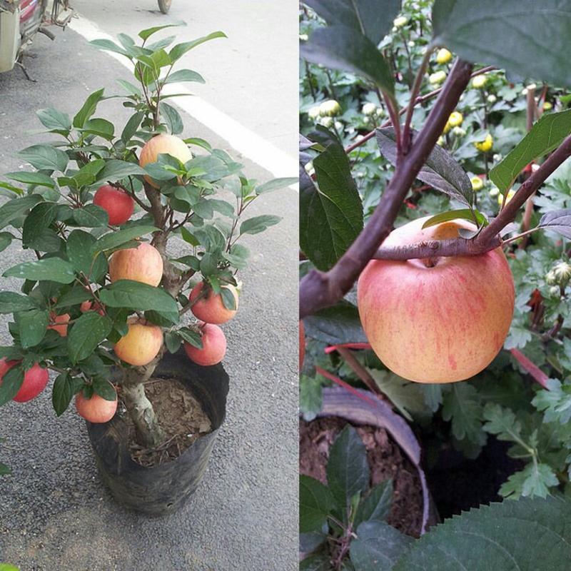 苹果树苗阳台盆栽红富士黑钻苹果苗南北方种植嫁接盆景苹果苗