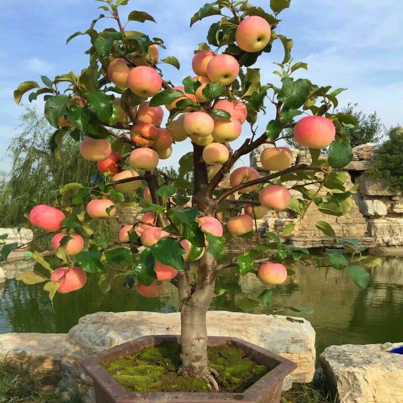 苹果树苗阳台盆栽红富士黑钻苹果苗南北方种植嫁接盆景苹果苗
