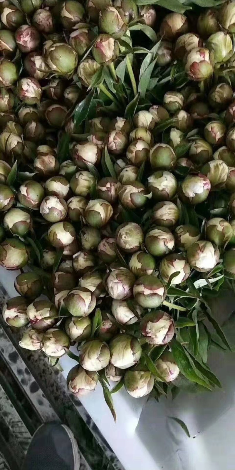山东重瓣，大花芍药鲜切花，产地直销量大从优