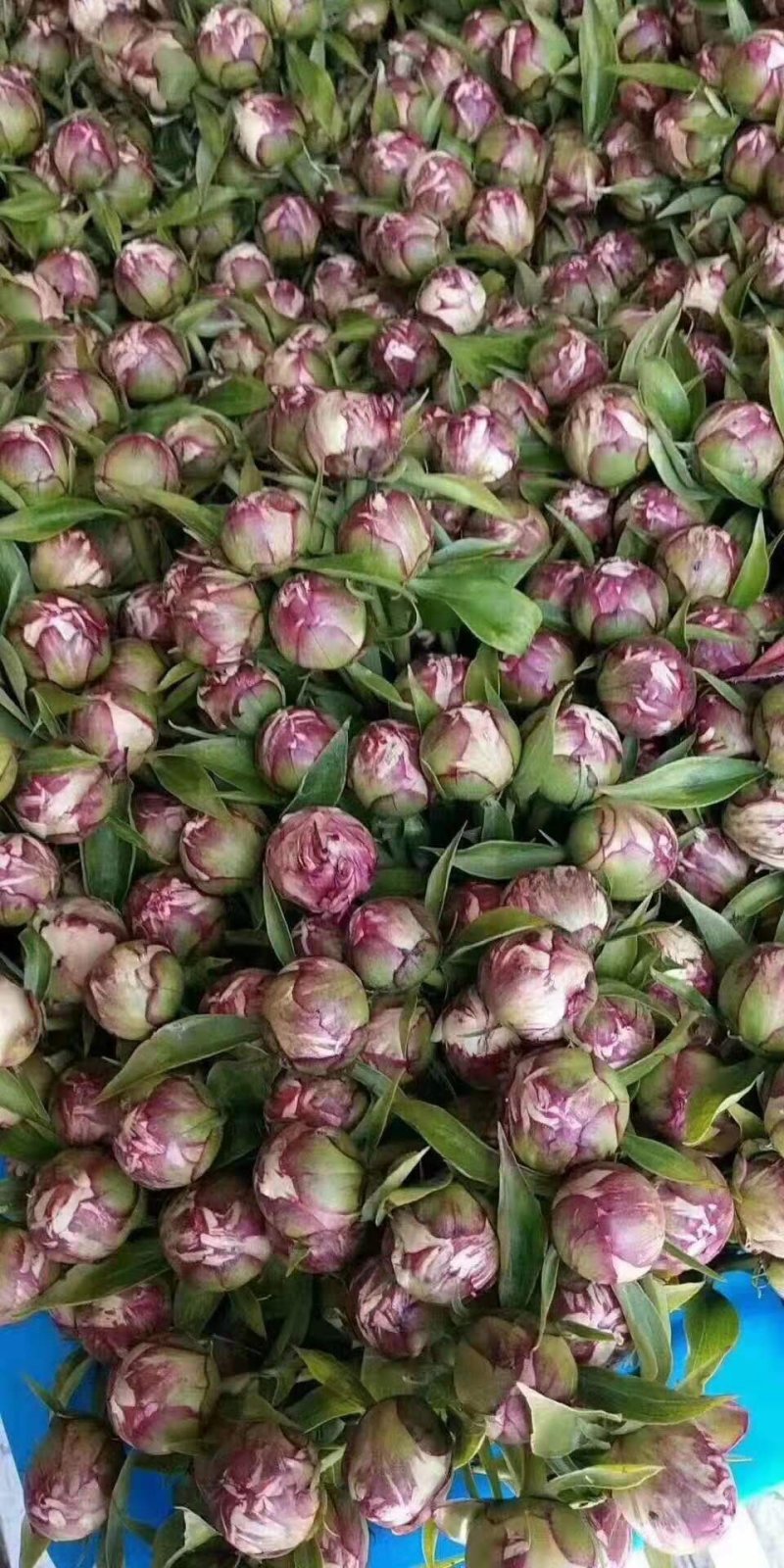 山东重瓣，大花芍药鲜切花，产地直销量大从优