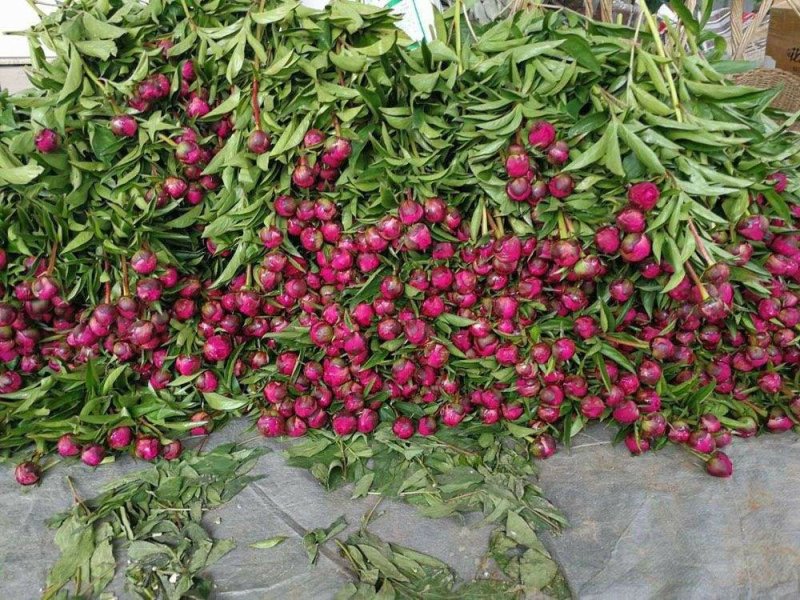 山东重瓣，大花芍药鲜切花，产地直销量大从优