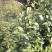 信阳毛尖远航手把茶