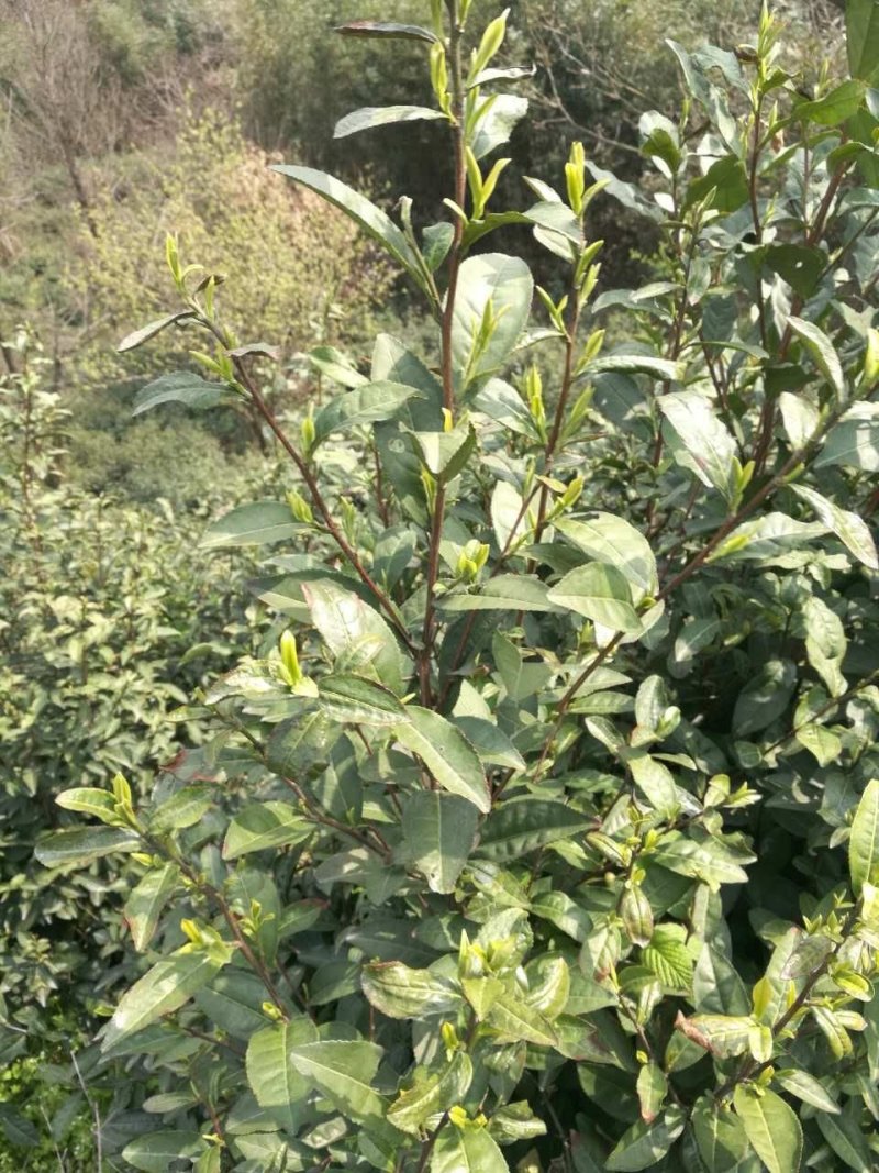 信阳毛尖远航手把茶