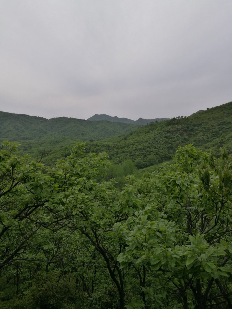 信阳毛尖远航手把茶