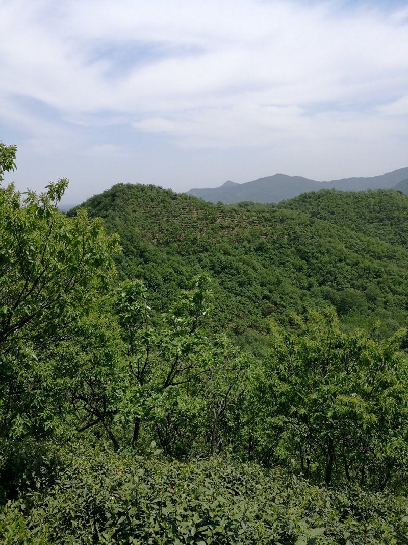 信阳毛尖远航手把茶