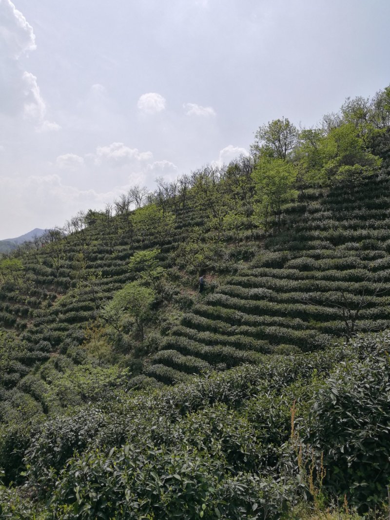 信阳毛尖远航手把茶
