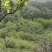 信阳毛尖远航手把茶