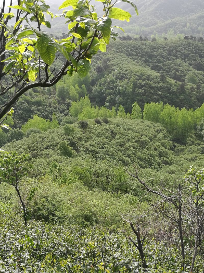 信阳毛尖远航手把茶
