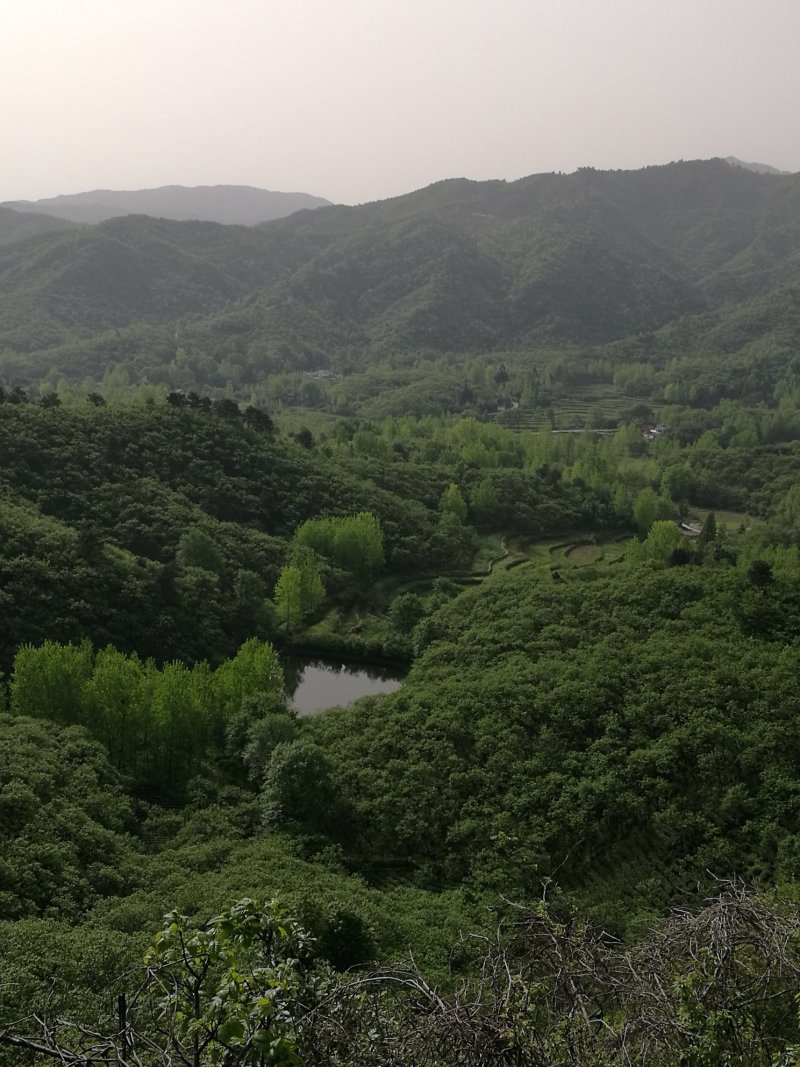 信阳毛尖远航手把茶