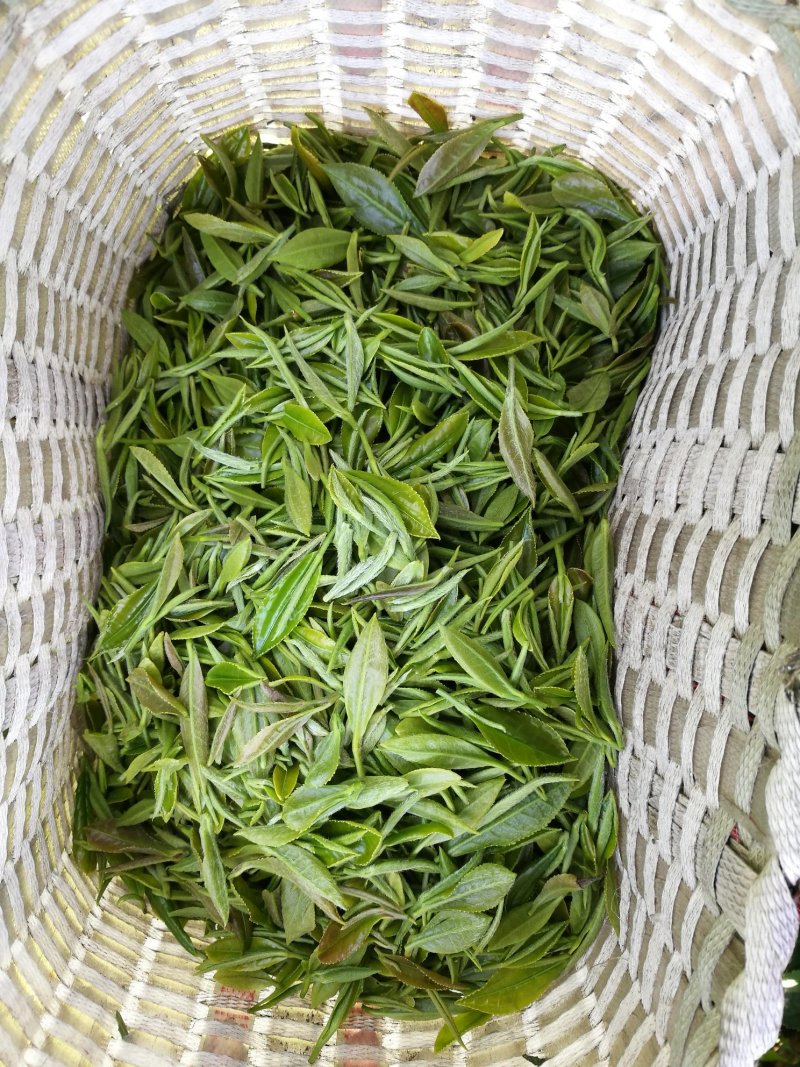 信阳毛尖远航手把茶
