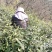 信阳毛尖远航手把茶