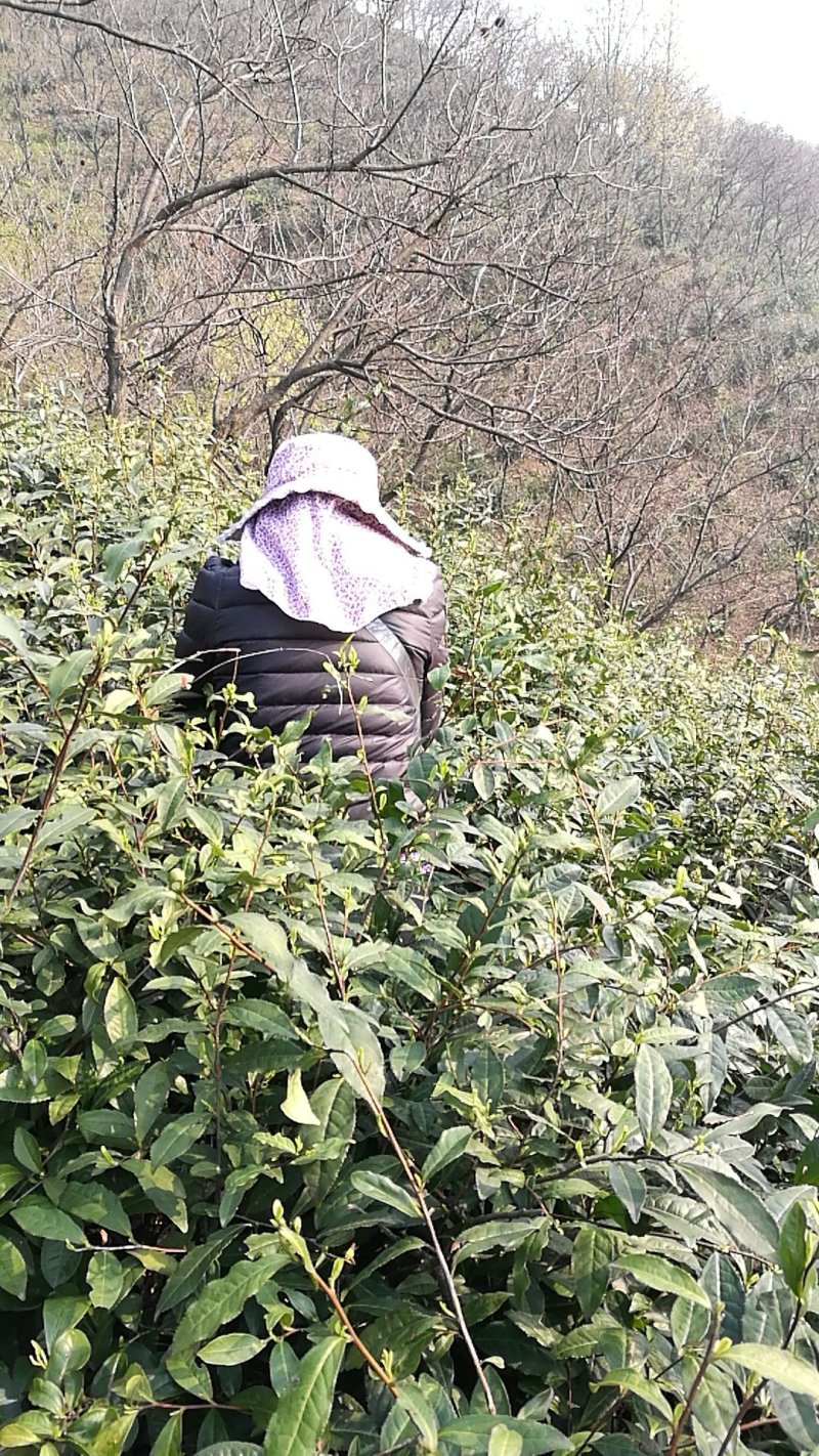 信阳毛尖远航手把茶