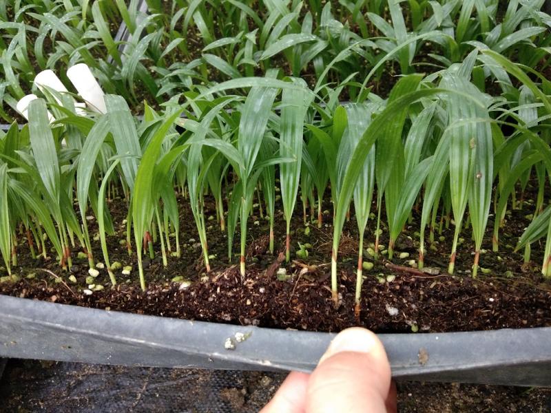 大叶棕竹观叶植物绿化用苗，盆栽新贵，一手货源直发