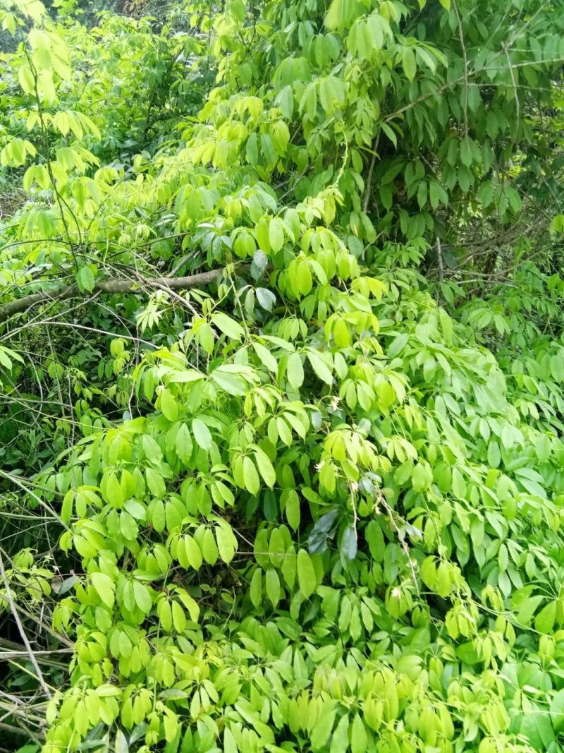 木通纯野生，野木瓜