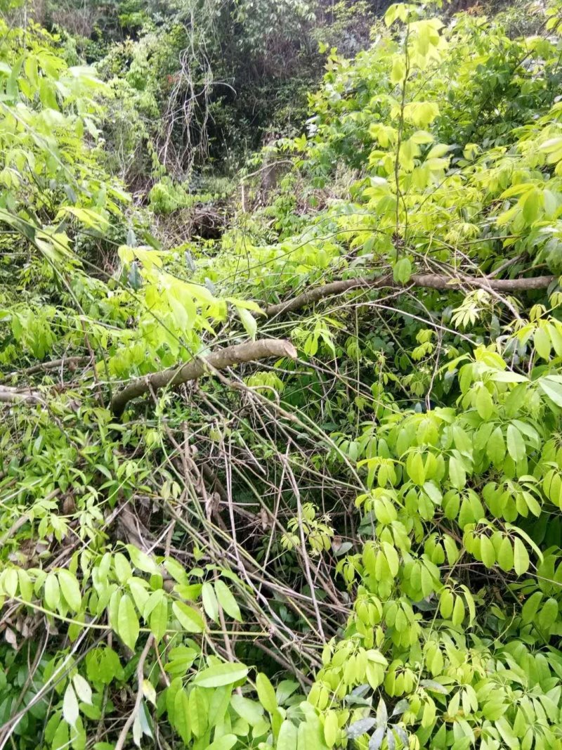 木通纯野生，野木瓜