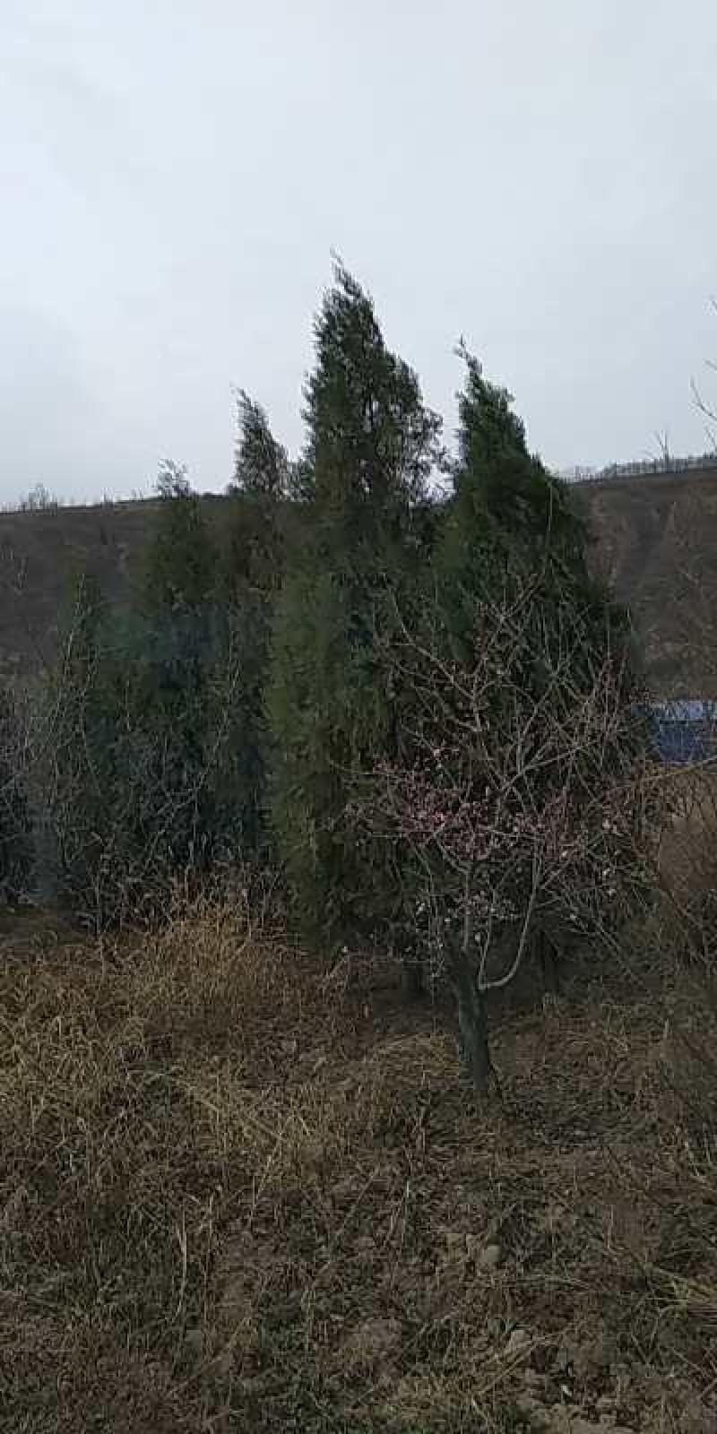 侧柏3一7米