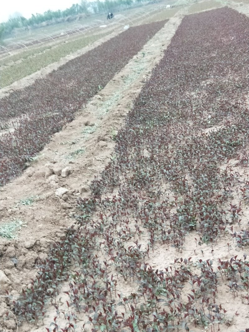甜茶小水苗