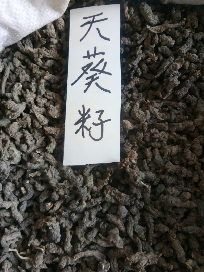 天葵子湖南正品无硫干货干净无杂一公斤起包邮