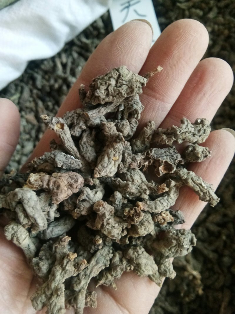 天葵子湖南正品无硫干货干净无杂一公斤起包邮