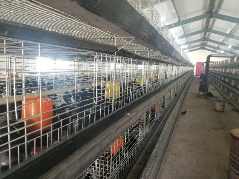 1_40日龄新疆和田尼雅黑鸡苗脱温鸡