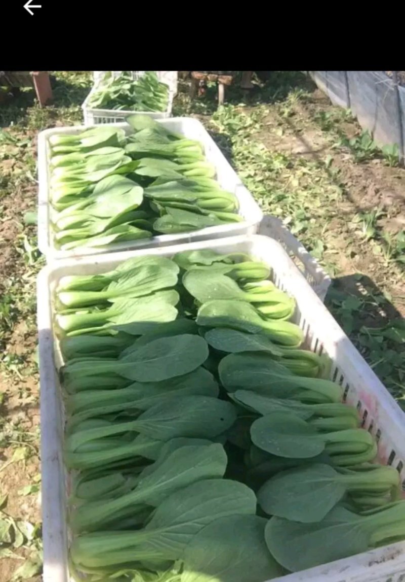 精品青菜，常年不断货