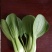 精品青菜，常年不断货