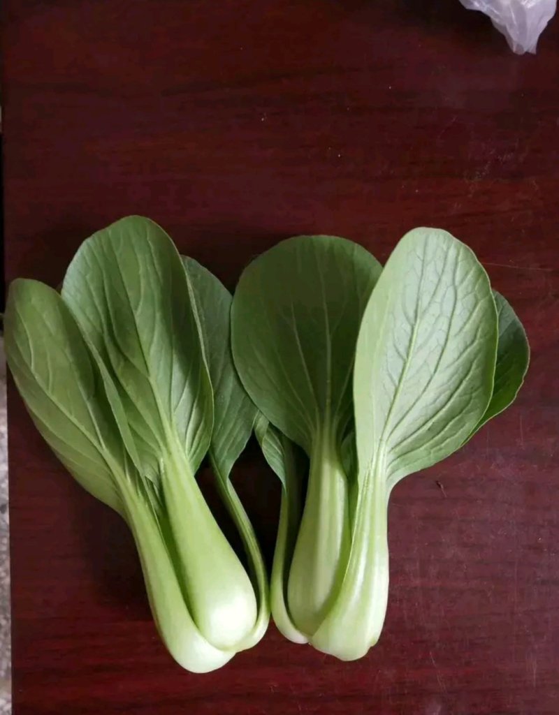 精品青菜，常年不断货