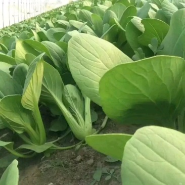 精品青菜，常年不断货