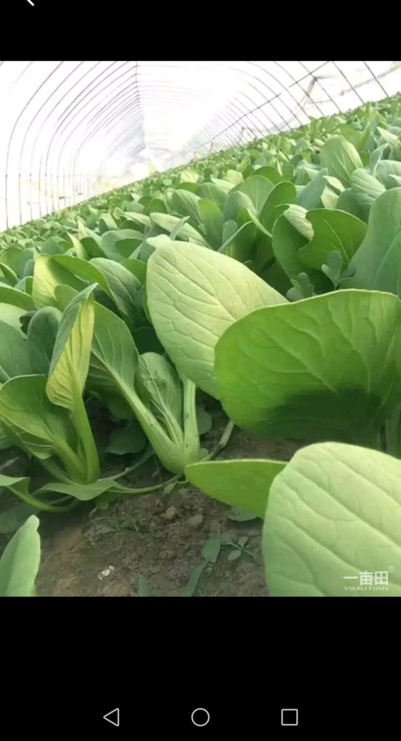 精品青菜，常年不断货