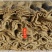 手工红薯粉