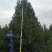 白皮松4.5~5m