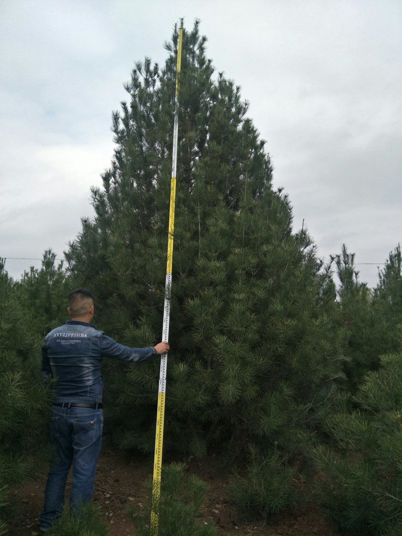 白皮松4.5~5m