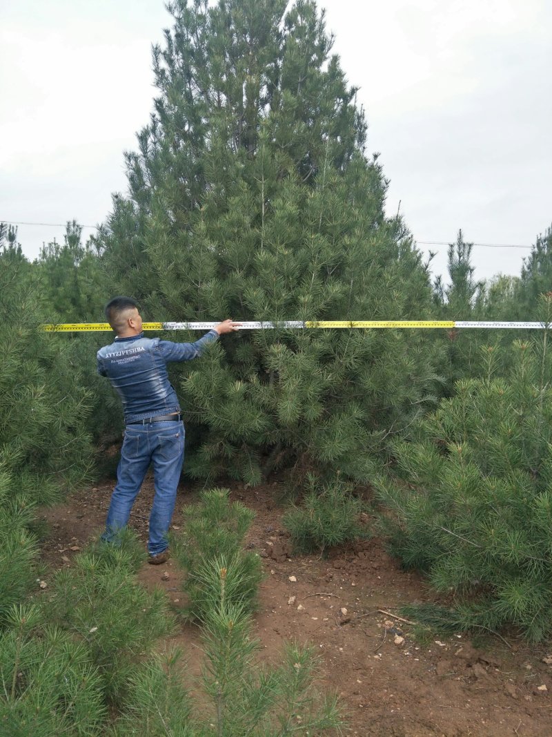 白皮松4.5~5m