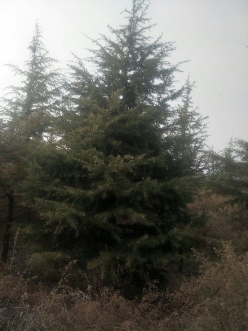雪松