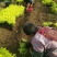 【热卖】床苗出售：15-20cm金叶女贞苗